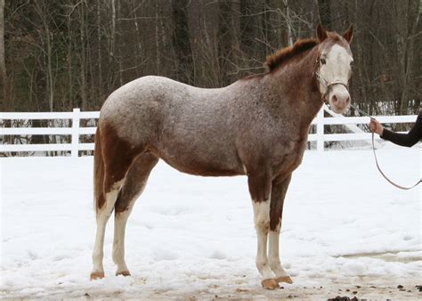pinatlooted|International Pattern Spot Horse Registry (The Pintaloosa).